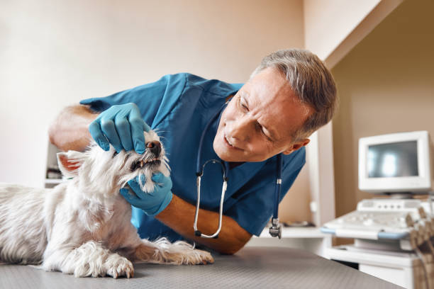 Best Emergency Dental Services for Seniors in Mount Holly, NC